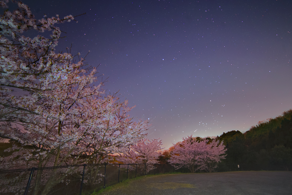 桜星景